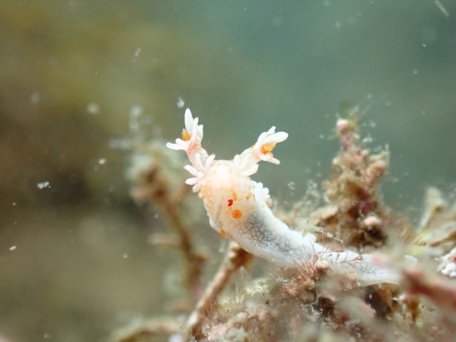 ユビウミウシ