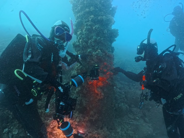 唐津 ダイビング