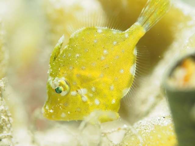 ダイブショップサンライズ