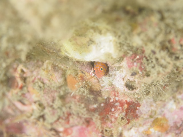 ダイブショップサンライズ