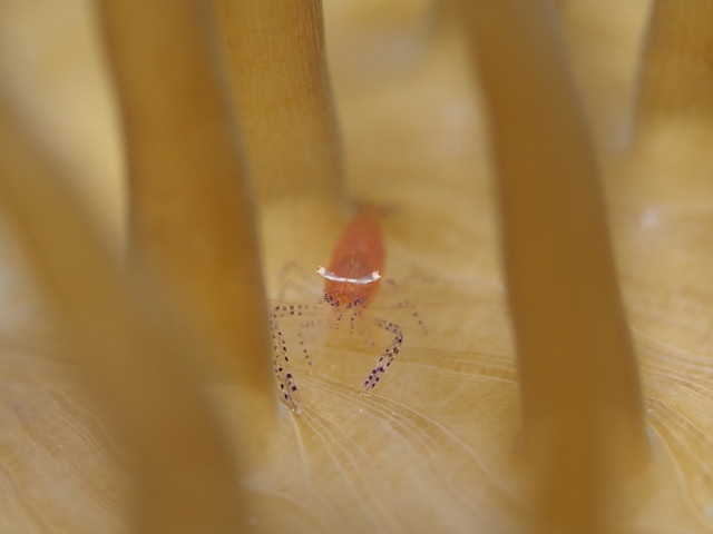 ダイブショップサンライズ