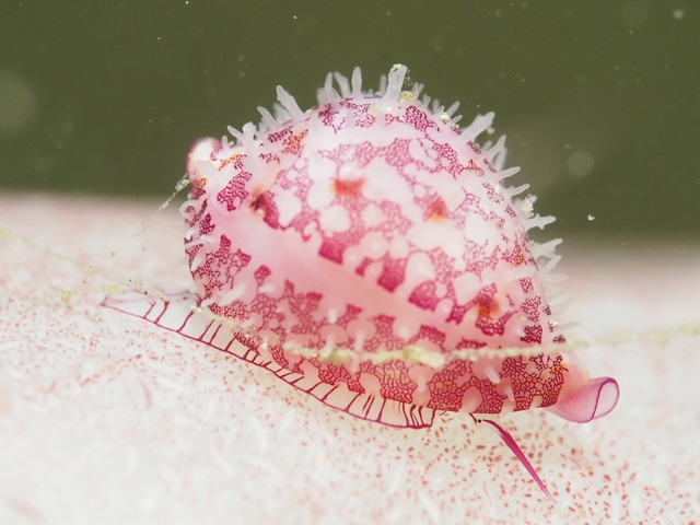 ダイブショップサンライズ