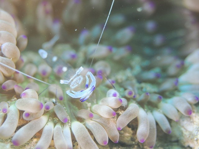 ダイブショップサンライズ