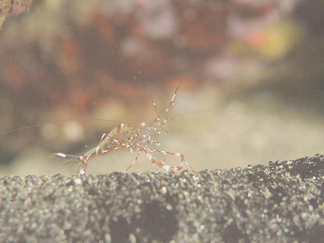 ダイブショップサンライズ