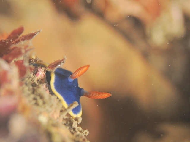 アオウミウシ　ウミウシ