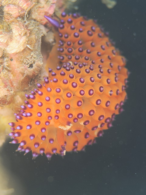 トゲトゲウミウシ　ウミウシ