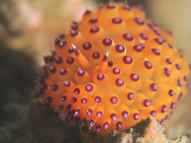 トゲトゲウミウシ　ウミウシ