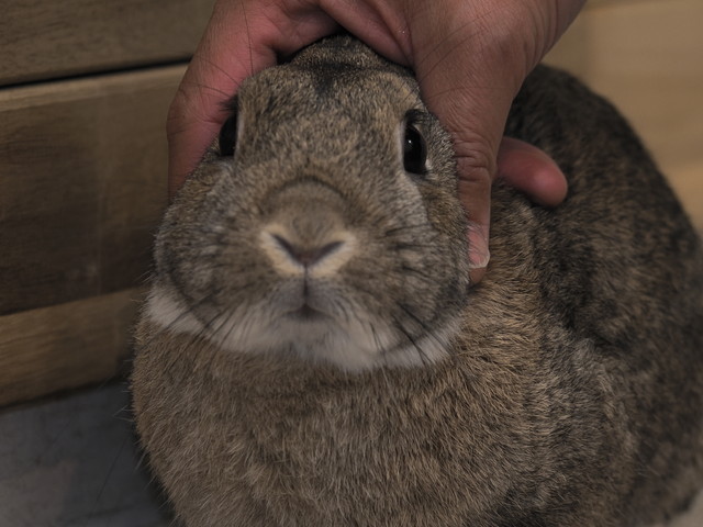 うさぎ　可愛い