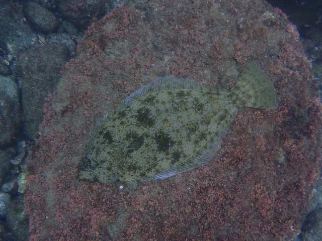 ダイブショップサンライズ