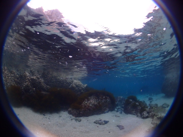 志賀島白瀬海中