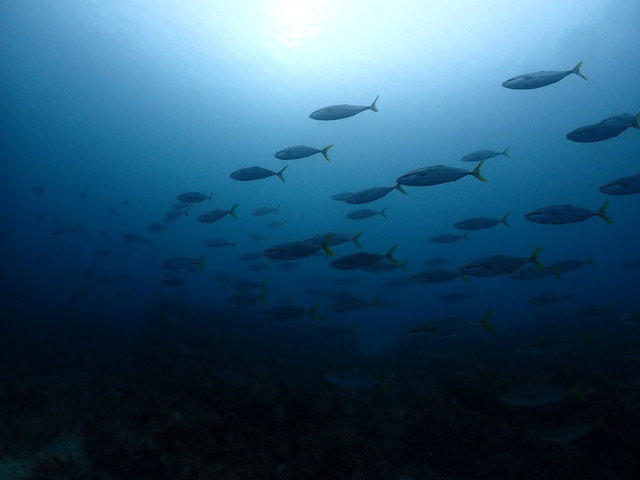 ブリの群れ