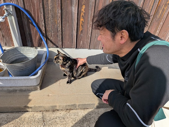 ネコ　猫　可愛い