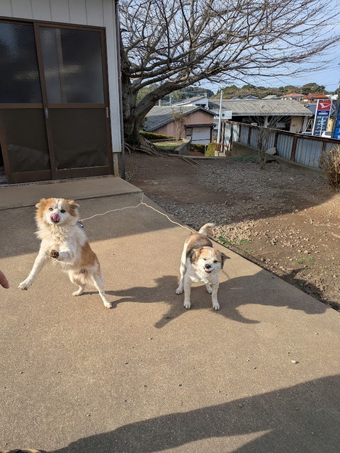 犬　可愛い