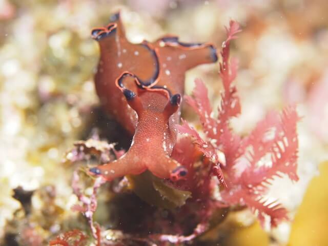 志賀島 ダイビング アメフラシ