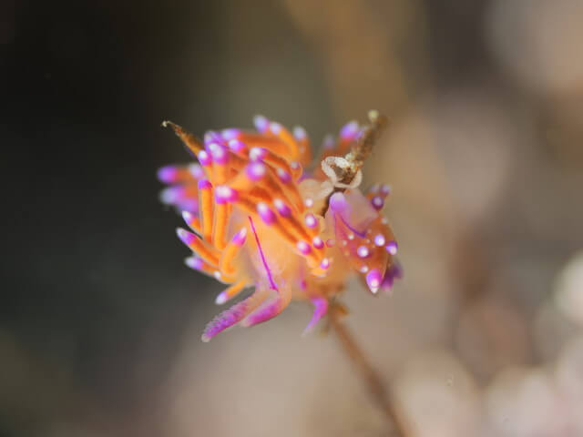 志賀島 ダイビング セスジミノウミウシ