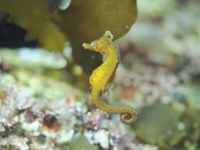 志賀島 ダイビング タツノオトシゴ