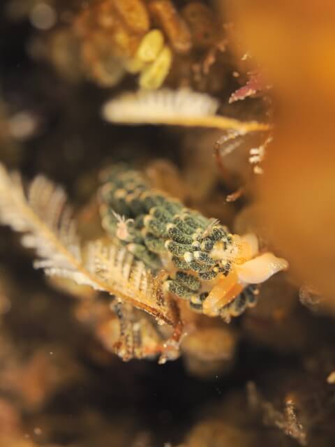 志賀島 ダイビング ゴシキミノウミウシ