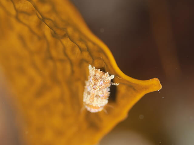 志賀島 ダイビング ウミゼミ