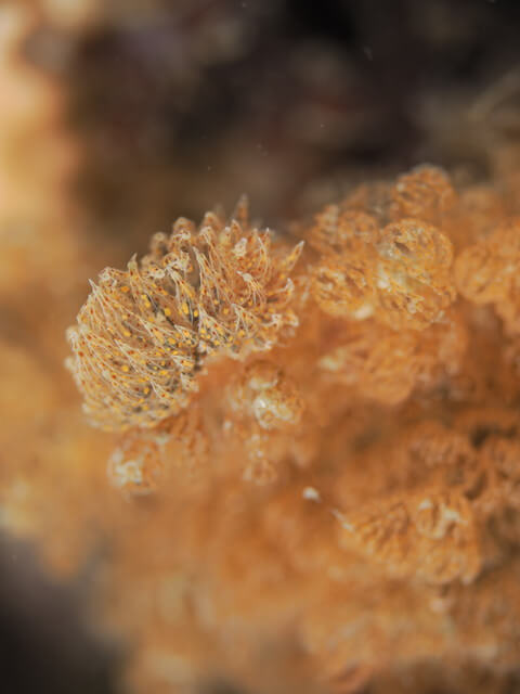 志賀島 ダイビング コヤナギウミウシ