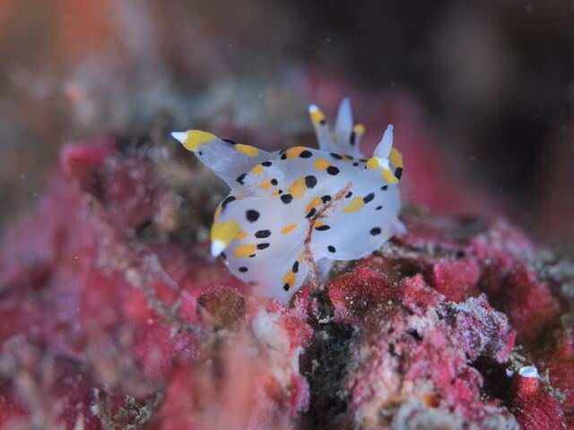 サンライズ　白瀬