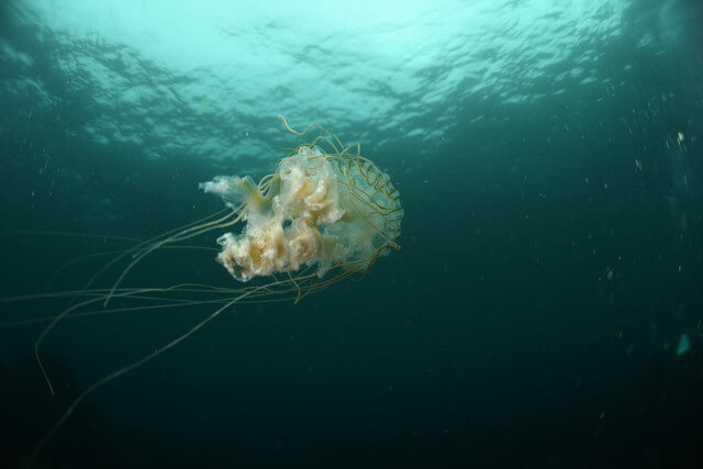 サンライズ　白瀬