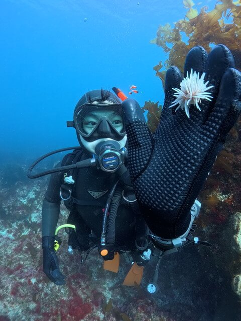 志賀島 ダイビング サクラミノウミウシ