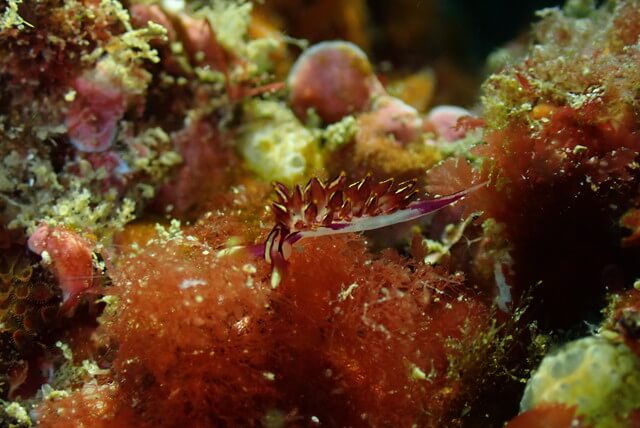 志賀島 ダイビング ノトアリモウミウシ