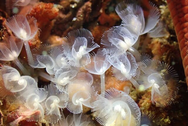 志賀島 ダイビング