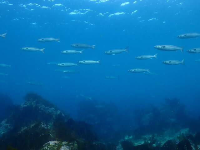 志賀島 ダイビング ボラ