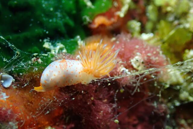 志賀島 ダイビング アカボシウミウシ アカエラミノウミウシ