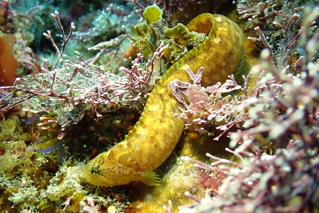 志賀島 ダイビング ダイナンギンポ