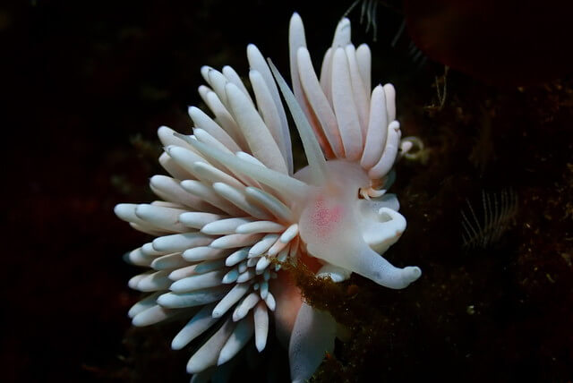 志賀島 ダイビング サクラミノウミウシ