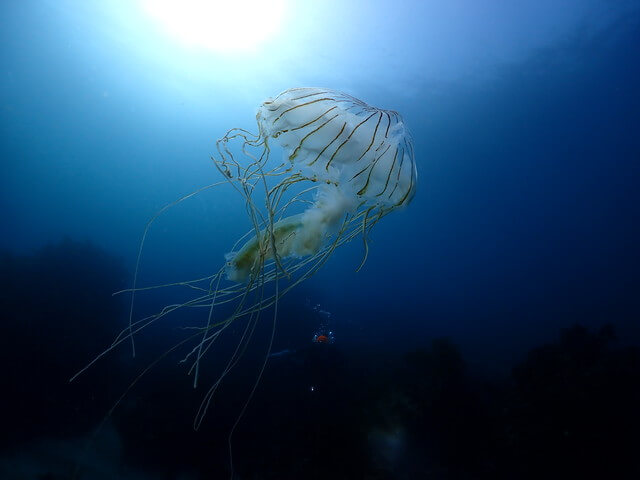 志賀島 ダイビング アカクラゲ