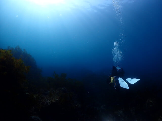 志賀島 ダイビング
