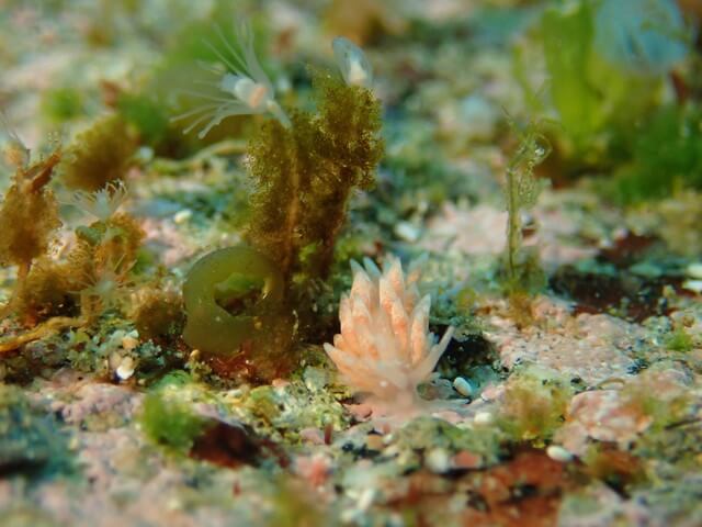 サンライズ　白瀬