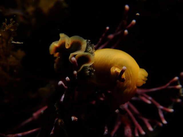 サンライズ　白瀬