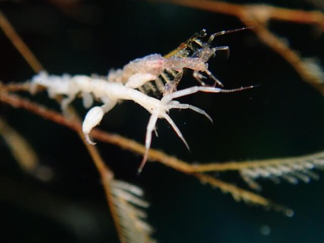 サンライズ　白瀬