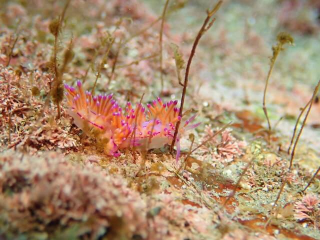 サンライズ　白瀬