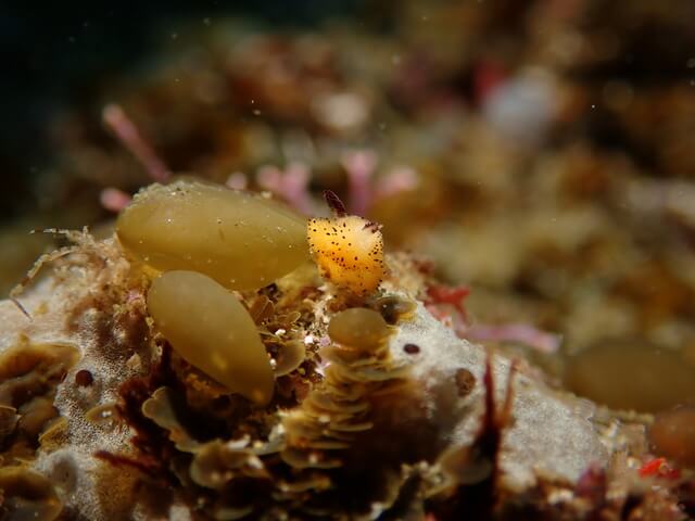 サンライズ　白瀬