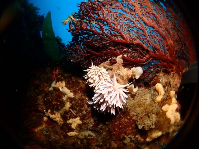 サンライズ　白瀬