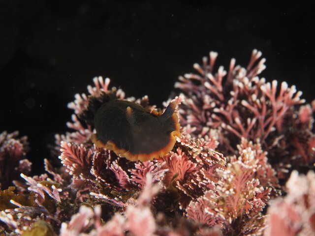 サンライズ　白瀬