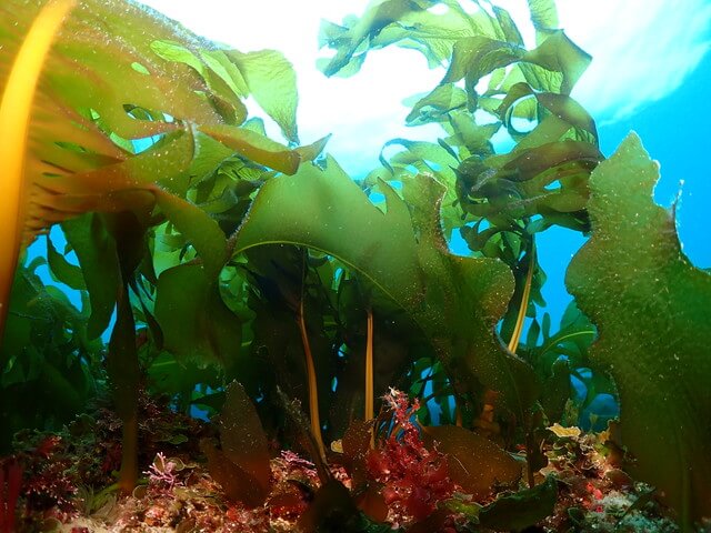 サンライズ　白瀬