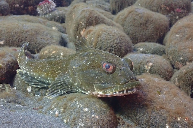 シモフリカジカ