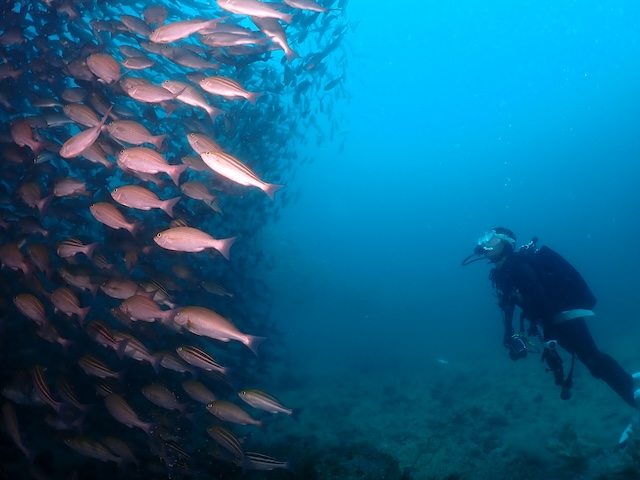 佐賀唐津松島のイサキの群れ