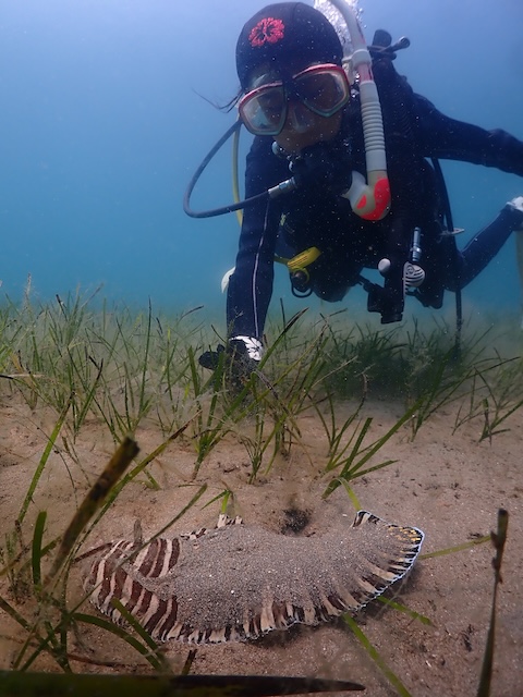 シマウシノシタ志賀島ダイビング
