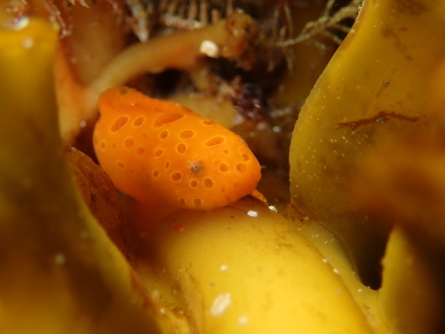 福岡志賀島白瀬スナビクニン