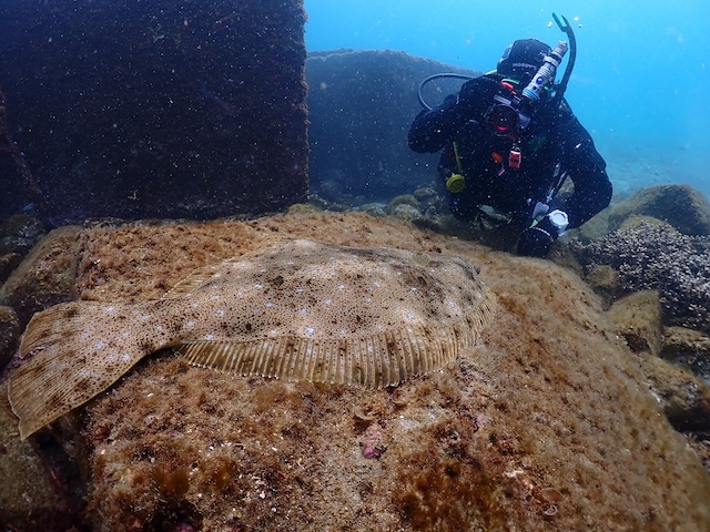 長崎ダイビング辰ノ口ヒラメ