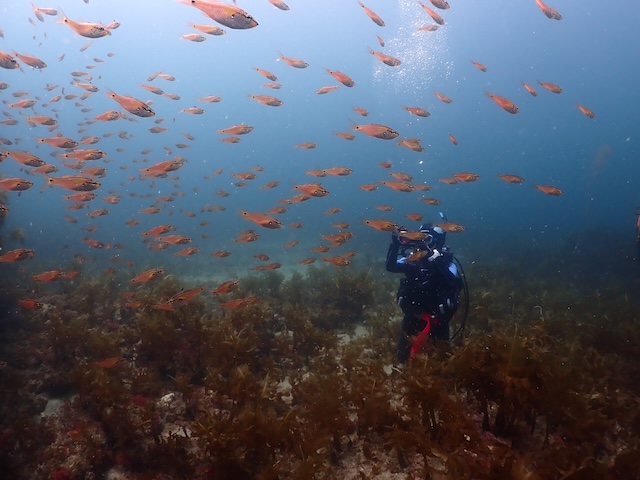 玄界灘志賀島白瀬ネンブツダイ