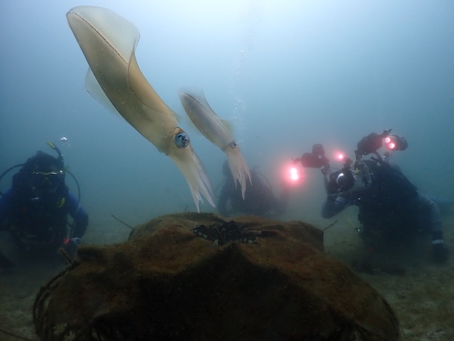 長崎ダイビングアオリイカ辰ノ口