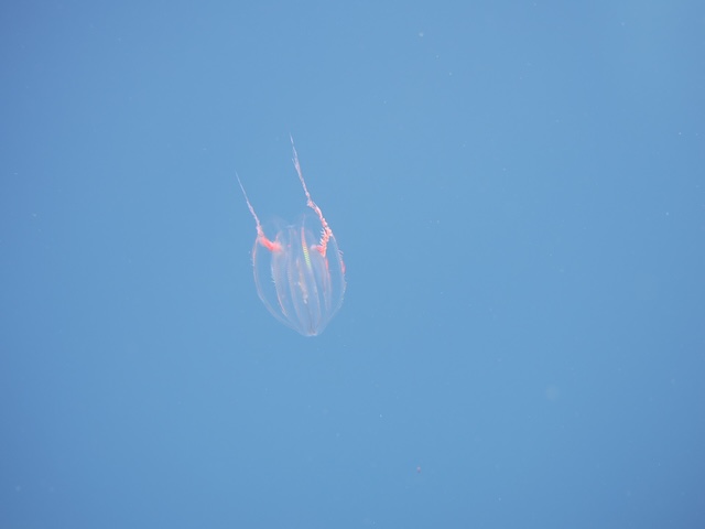 トガリテマリクラゲ